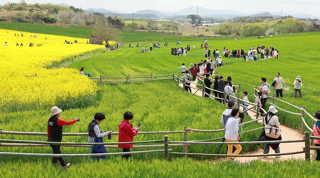 [고창=뉴시스] 축제 23일간 관광객들이 붐볐던 고창 청보리밭 풍경. 2025.05.12 *재판매 및 DB 금지