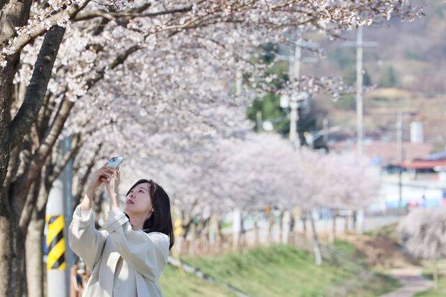 7일 전북 임실군 임실천변에서 시민이 벚꽃을 찍고 있다. 연합뉴스