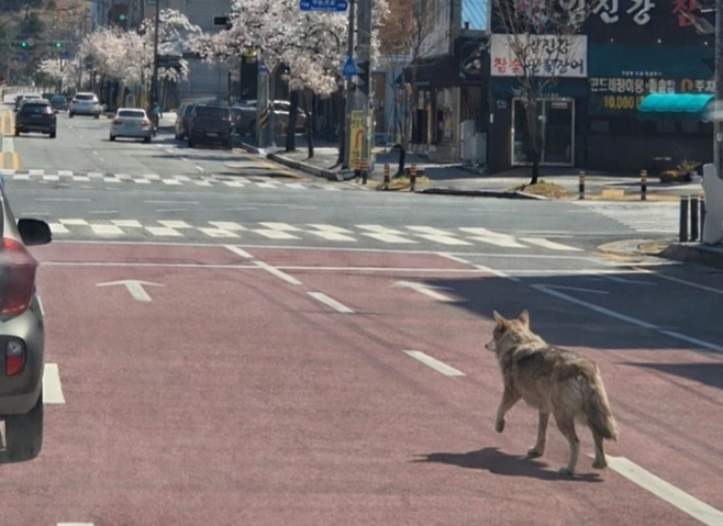 지난 8일 여러 언론과 SNS 등에 퍼진 '도로 위 늑구 사진'..AI 생성 허위 이미지로 드러났다