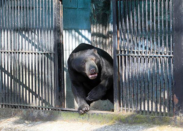 9일만에 포획된 7살짜리 수컷 말레이곰 ‘꼬마’. (연합뉴스)