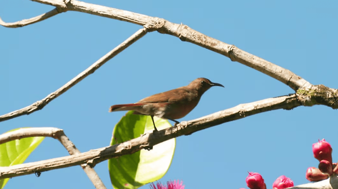 비악 꿀빨이새 (사진 Search for Lost Birds/Ethan Skinner)