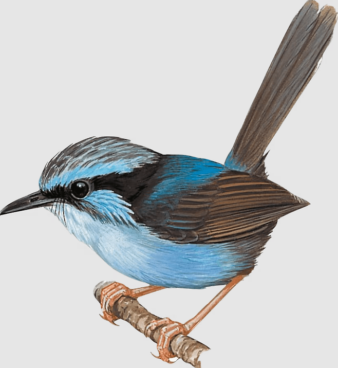 넓은부리요정굴뚝새 (자료&nbsp;The Cornell Lab/Birds of the World/Hilary Burn)