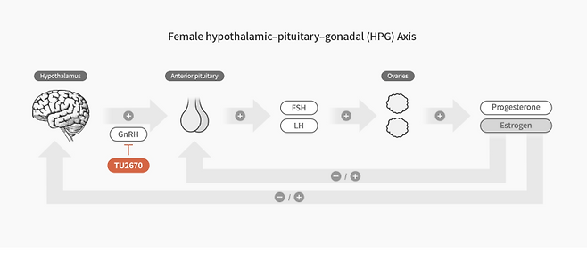메리골릭스 기전. (제공=티움바이오)