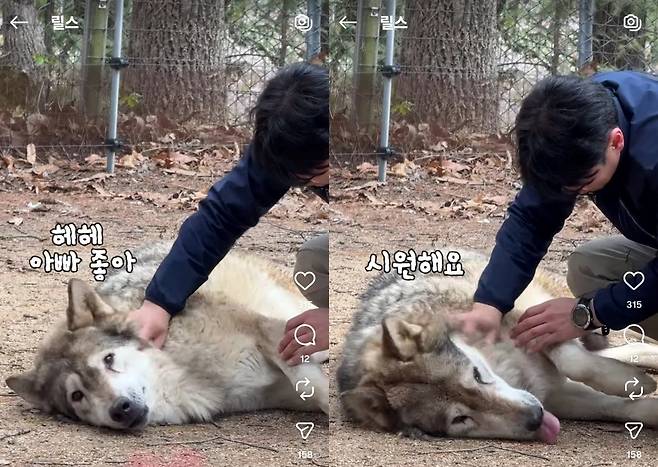 사육사와 교감하는 늑대(오월드 인스타그램 갈무리) ⓒ 뉴스1