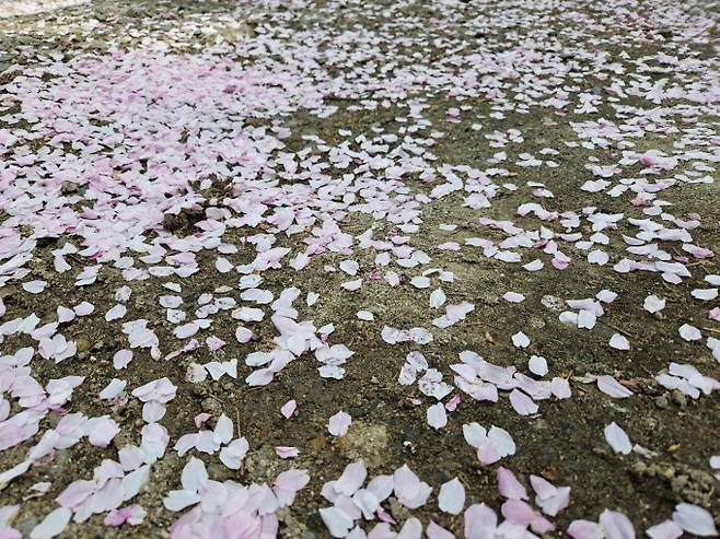 서쪽 지역 황사 주의… 강원 강風 특보 [내일날씨]=토요일인 내일(11일) 날씨는 중부지방은 대체로 흐리다가 오전부터 차차 맑아지겠으나, 남부지방과 제주도는 구름 많겠다. 아침 최저기온은 5~11℃, 낮 최고기온은 16~23℃가 되겠다.새벽(00~06시)에 강원 내륙.산지에 0.1mm 미만의 빗방울이 떨어지는 곳이 있겠다. 서쪽 지역을 중심으로 고비사막 동부(몽골 동부)에서 발원한 황사의 영향을 받을 가능성이 있겠으니, 건강관리에 유의하기 바란다. 새벽부터 강원 산지와 강원 북부 동해안에 차차 바람이 순간풍속 70km/h(20m/s) 이상(강원 산지 90km/h(25m/s) 이상)으로 매우 강하게 불면서 강풍특보를 발표할 가능성이 있겠다. ⓒbnt뉴스: 오늘날씨, 내일날씨, 주간날씨 예보