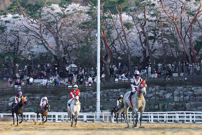 렛츠런파크 서울 벚꽃축제 현장 모습. 사진=한국마사회