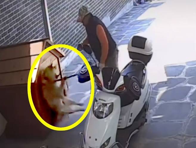 필사적으로 저항하는 진돗개 '봉봉이'를 올무까지 동원해 끌고간 개장수 영상 / 출처=유엄빠 SNS