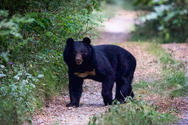 반달가슴곰. 게티이미지뱅크