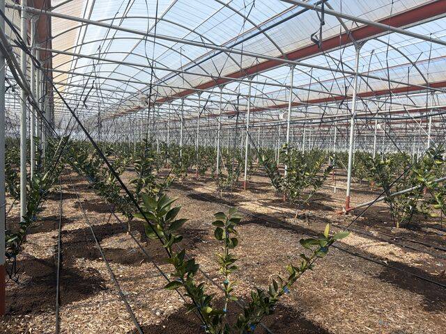 문화재 철거명령을 받은 제주시 한경면 고산1리의 한 만감류 연동하우스.