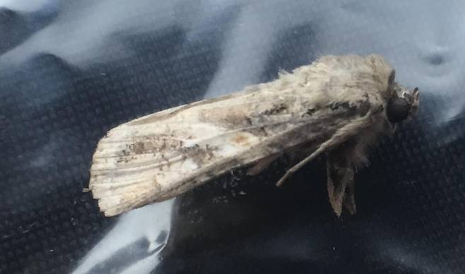 열대거세미나방 [제주도 농업기술원 제공. 재판매 및 DB 금지]