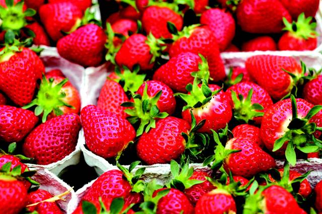 보기만 해도 군침이 도는 밀양 삼랑진 딸기.