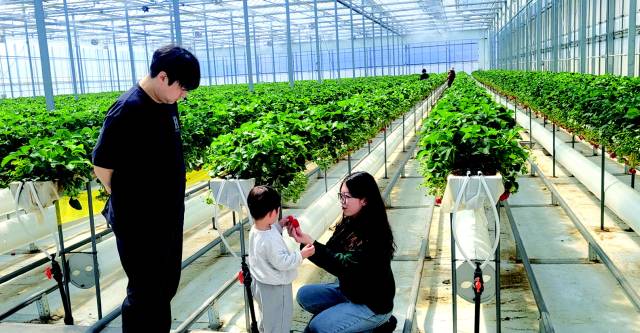 딸기농장을 찾아 즐거운 시간을 보내고 있는 가족.