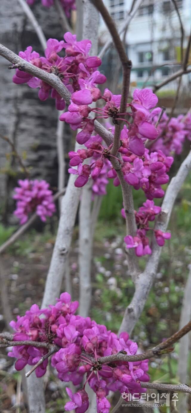 만개한 박태기나무 꽃. (사진=강철수)
