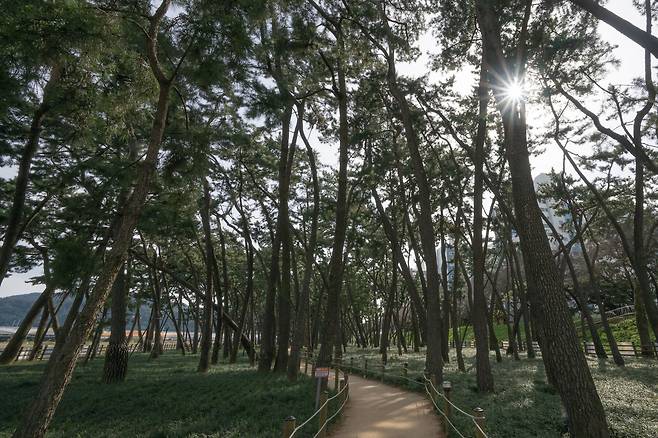 내가 살던 밀양 삼문동의 중심은 공설운동장이었다. 주변의 소나무 숲은 그때나 지금이나 운치가 넘친다.