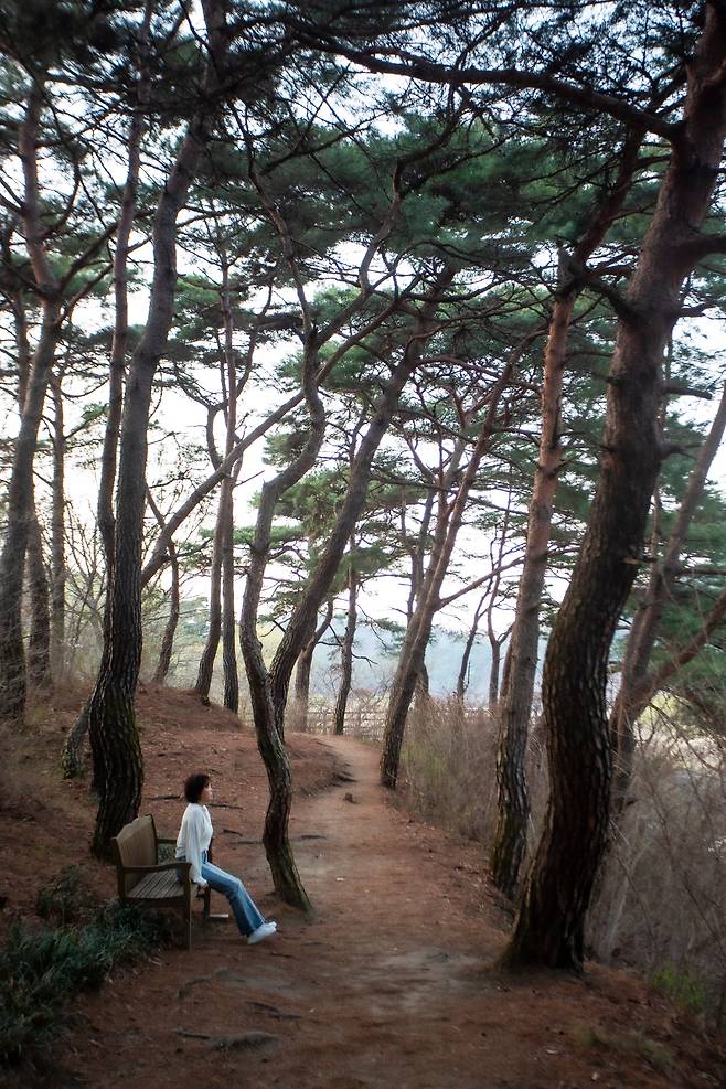 '괴산 수월정'을 지나 산막이옛길 괴산호 물길과 마주한 소나무 숲은 인적이 드문 아침이나 비 올 때 더욱 운치 있다. / 김종연 영상미디어 객원기자