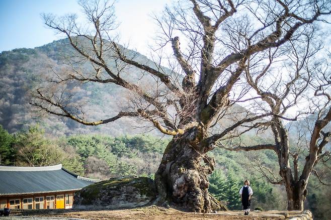 한복 디자이너이자 보자기 공예 예술가, 그리고 자연주의 살림가로 유명한 이효재가 괴산 살이하며 자주 찾는다는 청천면 '공림사'의 천년 느티나무 아래에 섰다. "작은 점, 씨앗에서 시작해 결국 바위까지 깨고 자란 느티나무는 언제나 묵직한 감동을 준다"고 했다. / 김종연 영상미디어 객원기자