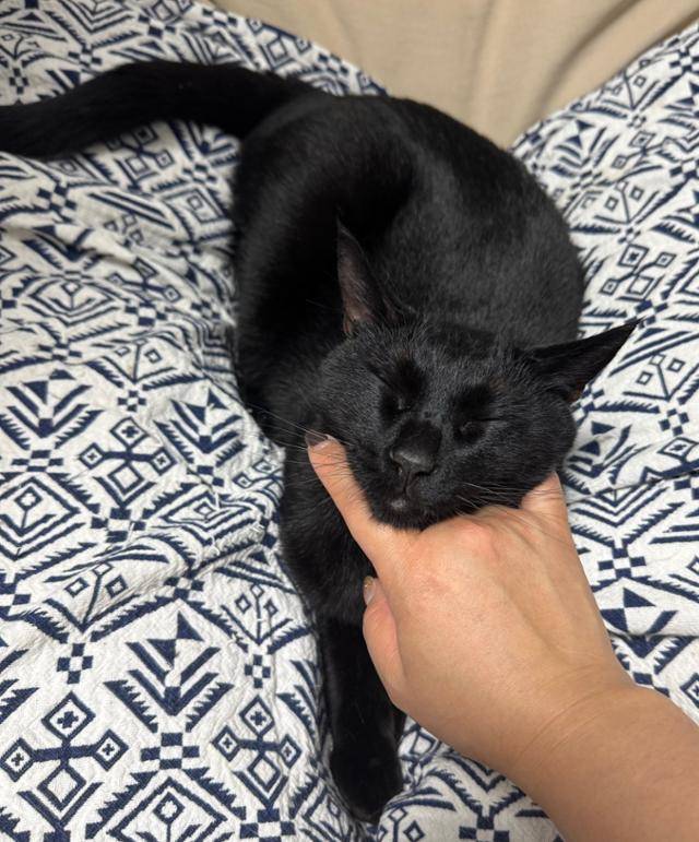 강소월씨가 키우는 고양이 덕배. 강씨 제공