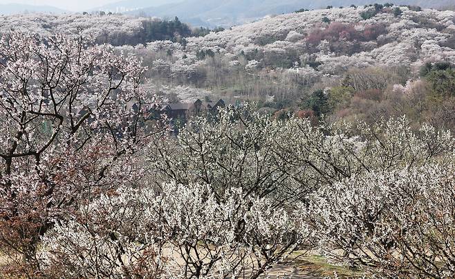 완연한 봄 날씨를 보인 8일 경기 용인시에 형형색색의 꽃이 만개해 있다. 연합뉴스