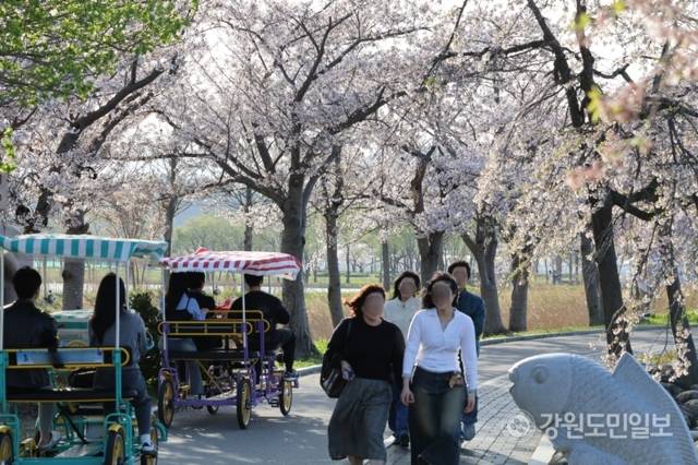 ▲ 11일 강릉 경포호수 일원에서 열린 경포 벚꽃 축제에 인파가 몰렸다. 전국에서 찾아온 봄나들이객들이 경포 벚꽃을 보며 막바지 벚꽃놀이를 즐기고 있다. 황선우 기자