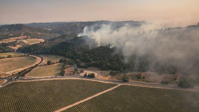 수확 전 과실에 영향을 주는 스모크 테인트. 포도밭에 불이 붙지 않더라도, 주변의 화재로도 충분한 영향을 준다.