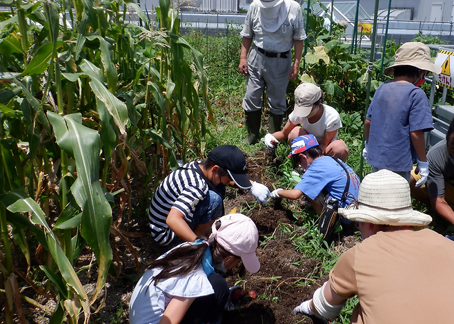 일본 도쿄도 무사시노시 소각장인 무사시노클린센터 옥상에서 운영중인 채소밭에서 아이들이 수확 체험을 하고 있다. [무사시노시 소각장 홈페이지]