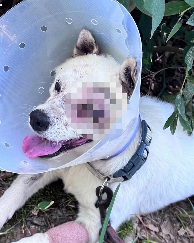 지난해 6월 경남 거제에서 20대 남성 3명의 비비탄 총 난사로 안구 적출 등 상해를 입은 반려견. [비글구조네트워크 인스타그램 캡처]