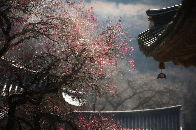 [서울=뉴시스] 홍매화가 만개한 화엄사 (사진=화엄사 제공) 2026.02.08. photo@newsis.com *재판매 및 DB 금지