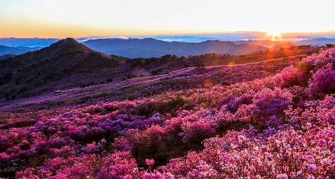[서울=뉴시스] 비슬산 참꽃문화제 전경. (사진= 비슬산 참꽃문화제 홈페이지 캡처) *재판매 및 DB 금지