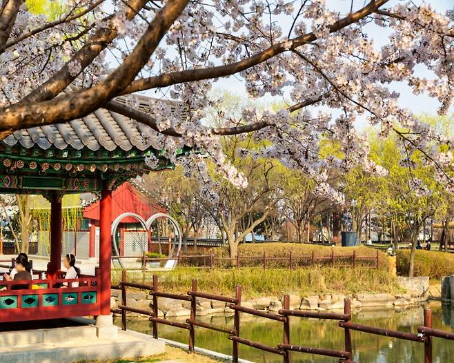 중구 월미공원 정자를 찾은 상춘객들이 벚꽃 아래에서&nbsp;여유롭게 휴식을 취하고 있다.&nbsp;