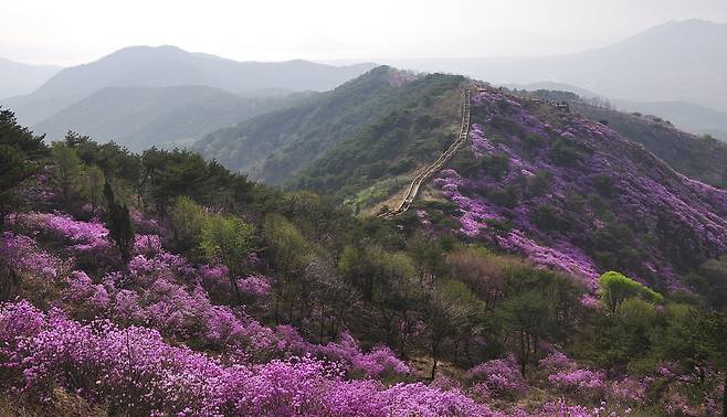 강화도 고려산에&nbsp;연분홍빛 진달래가 산 중턱부터 정상까지 장관을 이루고 있다.