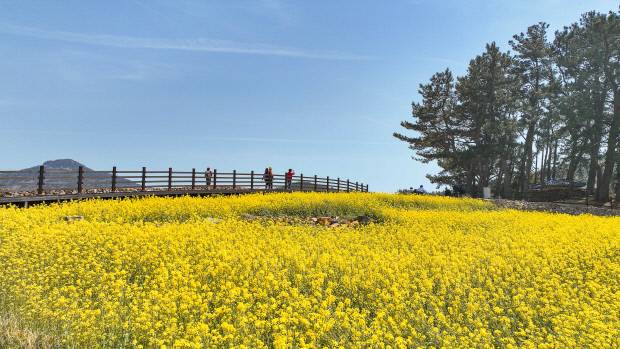 4월 한달간 청산도에서는 슬로걷기 축제가 열린다. <완도군>