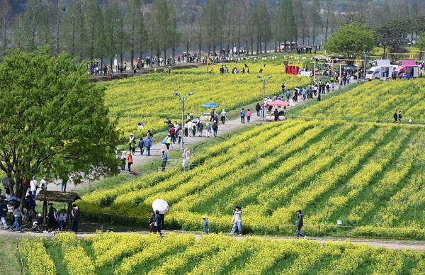 창녕군과 (사)창녕낙동강유채축제위원회, 경남도민일보가 함께한 제9회 창녕 유채꽃 라디엔티어링 행사가 창녕군 남지읍 낙동강변 유채단지에서 열렸다.걷기대회 참가자들과 관광객들이 노란 꽃물결 사이를 걷고 있다./김구연 기자