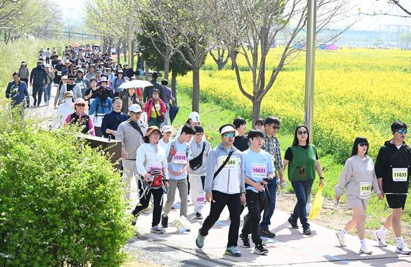 창녕군과 (사)창녕낙동강유채축제위원회, 경남도민일보가 함께한 제9회 창녕 유채꽃 라디엔티어링 행사가 창녕군 남지읍 낙동강변 유채단지에서 열렸다.걷기대회 참가자들이 노란 꽃물결을 따라 걷고 있다./김구연 기자