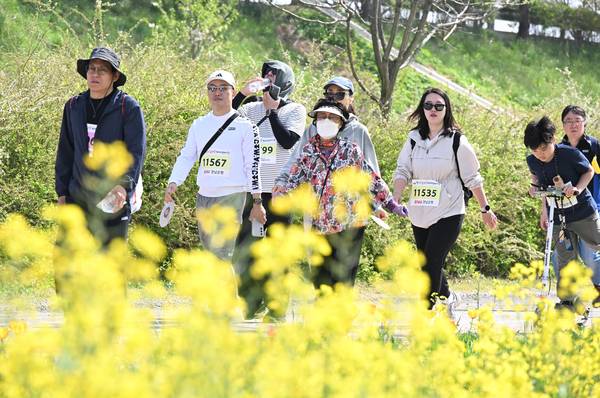 창녕군과 (사)창녕낙동강유채축제위원회, 경남도민일보가 함께한 제9회 창녕 유채꽃 라디엔티어링 행사가 창녕군 남지읍 낙동강변 유채단지에서 열렸다.걷기대회 참가자들이 노란 꽃물결을 따라 걷고 있다./김구연 기자