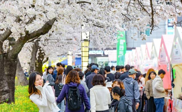 김천시 인구의 2배를 넘는 30만명의 방문객이 몰린 연화지 벚꽃축제 모습.김천시 제공