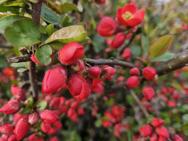 휴일 아침 '쌀쌀' 낮 '포근'…일교차 20도 안팎[오늘날씨]=일요일인 오늘(12일) 날씨는 전국이 구름 많다가 오후부터 차차 흐려지겠으나, 제주도는 대체로 흐리겠다. 아침 최저기온은 3~12℃, 낮 최고기온은 17~25℃가 되겠다. 당분간 기온은 평년(최저 3~9도, 최고 15~19도)과 비슷하거나 조금 높겠다. 내륙을 중심으로 20도 안팎으로 일교차가 크게 벌어지겠으니 건강관리에 유의해야겠다. ⓒbnt뉴스: 오늘날씨, 내일날씨, 주간날씨 예보