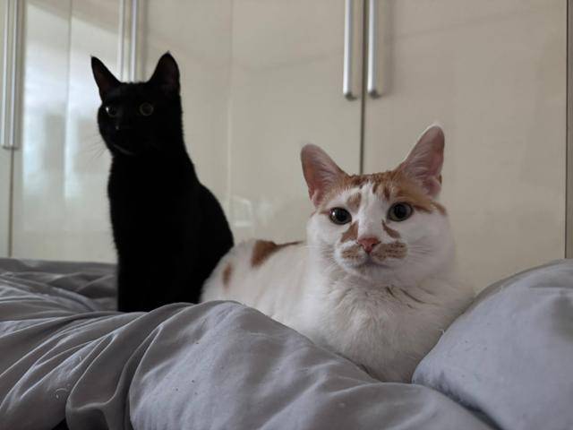 강소월씨가 키우는 고양이 덕배와 덕춘. 이 고양이들 외에 강씨는 이전에 키우던 고양이를 최근 떠나보낸 후 마음이 힘들다고 털어놨다. 강씨 제공