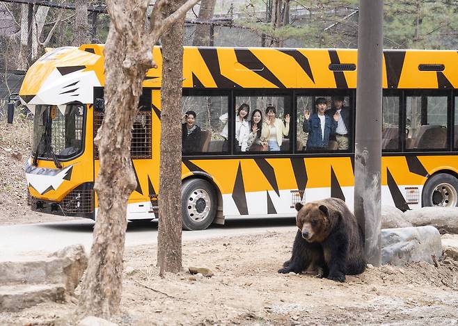 친환경 투어로 새롭게 선보인 사파리 월드.  에버랜드