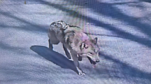 대전 거리를 배회하는 늑구. 대전소방본부