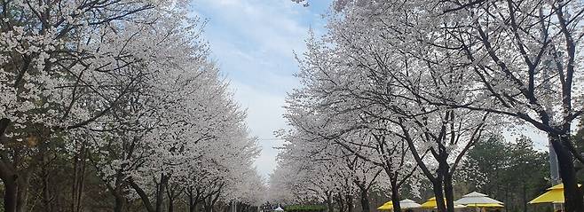 ▲벚꽃이 만개한 여주 남한강 벚꽃 축제장 모습. 이번 축제는 단순한 꽃구경 위주의 일회성 행사를 벗어나, 관람객이 현장에 머물 수 있도록 유도한 공간 설계가 주효했다는 평가다. /홍성용 기자 syh224@incheonilbo.com