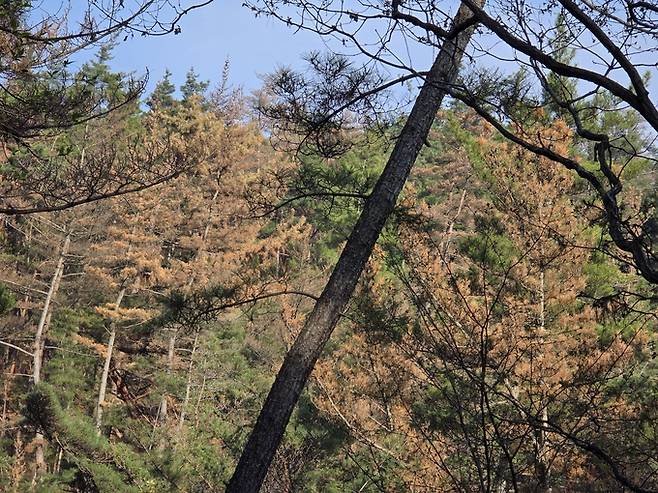 ▲ 국립공원인 경주 남산지구 동남산관리소 인근 탐방로 옆 숲이 소나무재선충병에 감염된 나무들로 붉게 물들어 있다. 황기환 기자