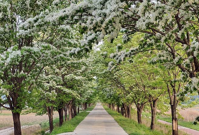 충북 진천군 진천읍 신정교 이팝나무길(사진제공=산림청)