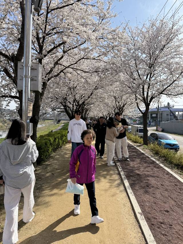 포천시 신북면 가채리 일원의 포천천 산책로가 만개한 벚꽃과 함께 지역의 새로운 휴식처로 각광받고 있다. 오른쪽에는지난 2024년 11월 조성된 ‘레드일라이트(적운모) 맨발 걷기 길’. 사진=박성용 기자