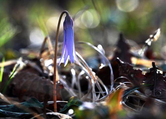 경남 남해군 금산의 나무숲 서늘한 그늘 아래 보랏빛 얼레지가 수줍게 피어나 봄의 인사를 건네고 있다.
