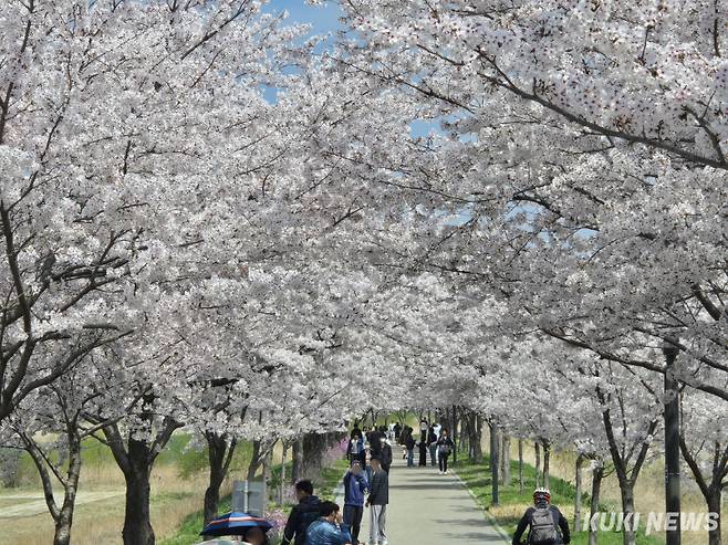 최근 강릉지역엔 경포·솔올·남산 등 3대 벚꽃축제가 열려 국내 62만여명의 관광객들이 다녀간데 이어 고양에서 열린 BTS콘서트의 영향으로 한류 관광지로 입소문 난 주문진 BTS 버스정류장을 찾는 외국인 관광객의 발걸음이 끊임없이 이어지는 등 국내외 관광객의 방문이 눈에 띄게 증가하고 있다. 경포벚꽃축제 모습. 전인수