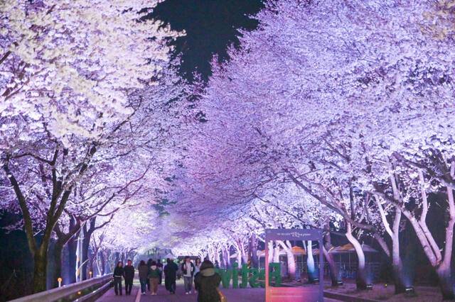 여주시 흥천면 귀백리 일대에서 열린 ‘제10회 여주흥천 남한강 벚꽃축제’에서 관람객들이 벚꽃을 즐기고 있다. 여주시 제공