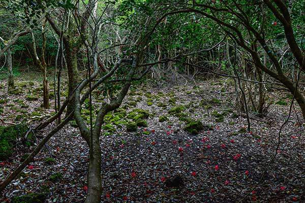 이끼정원. 노출된 모든 돌에 이끼가 가득 덮여 신비감을 더한다.
