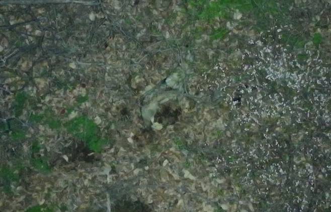 14일 새벽 1시 41분께 대전 중구 무수동 348번지 일원에서 촬영된 늑구 영상 중 일부. (제공=대전시)