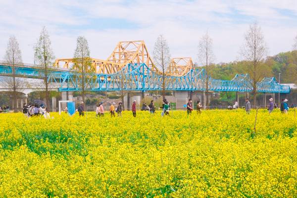 창녕낙동강유채축제를 찾은 관광객들이 남지철교와 한껏 어우러진 창녕군 남지읍 남지유채단지를 걷고 있다. /창녕군