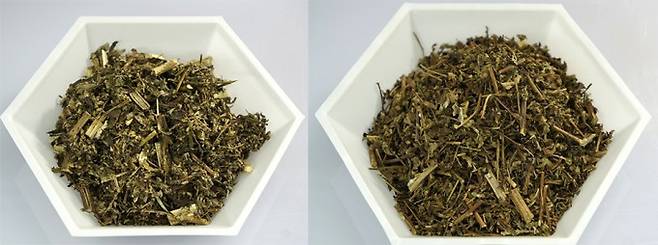 청호(왼쪽)와 한인진(오른쪽)은 같은 쑥속 식물로 생김새가 비슷해 육안으로 구별하기 어렵다. 건조하거나 가루로 가공하면 차이가 더 줄어들어 다른 종이 섞여 유통될 가능성이 꾸준히 제기돼 왔다. 한의학연 제공